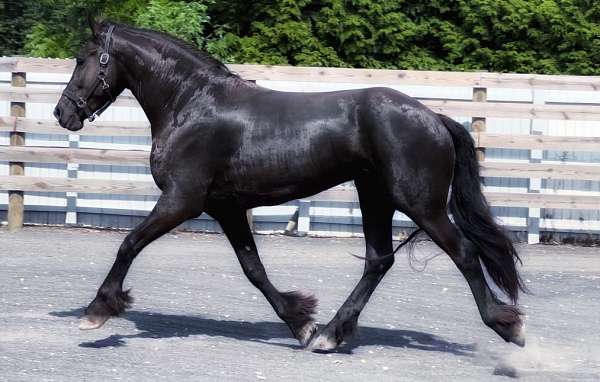 trail-friesian-horse