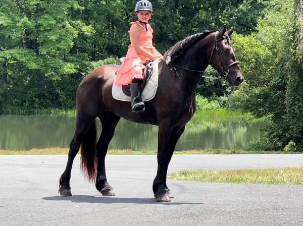 husband-safe-friesian-horse