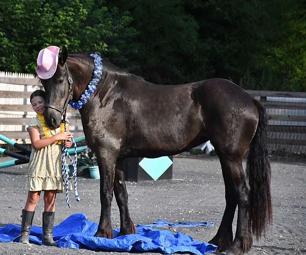 driving-friesian-horse