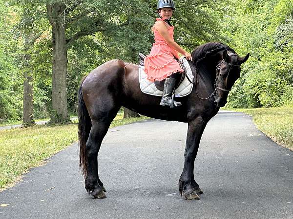 eventing-friesian-horse