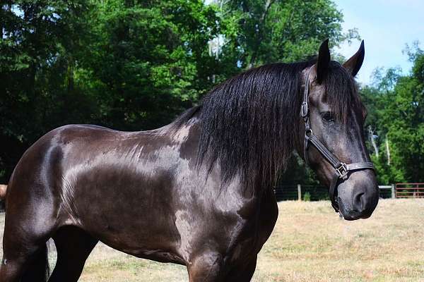 dressage-friesian-horse