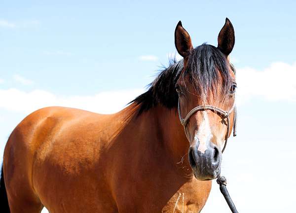 bay-see-pics-horse