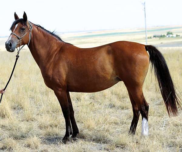 family-quarter-horse