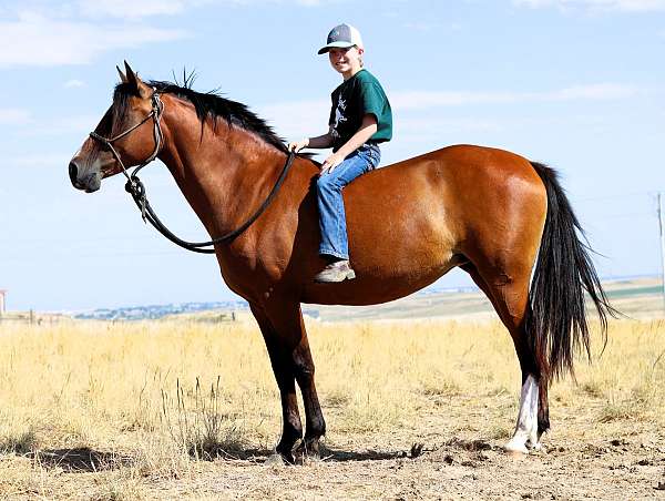 trail-quarter-horse