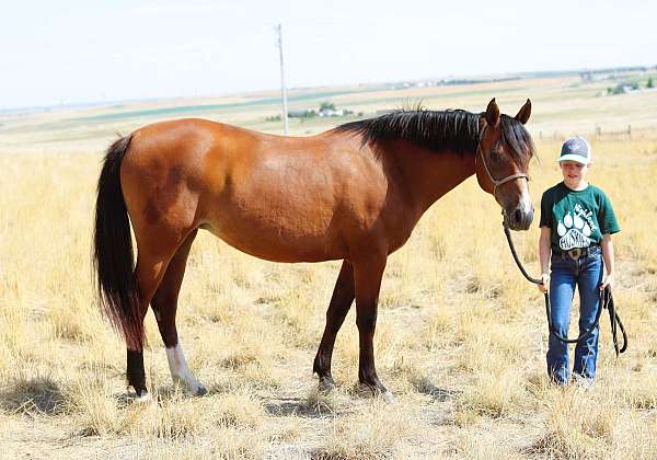 husband-safe-quarter-horse