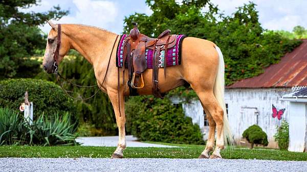 palomino-see-pics-horse