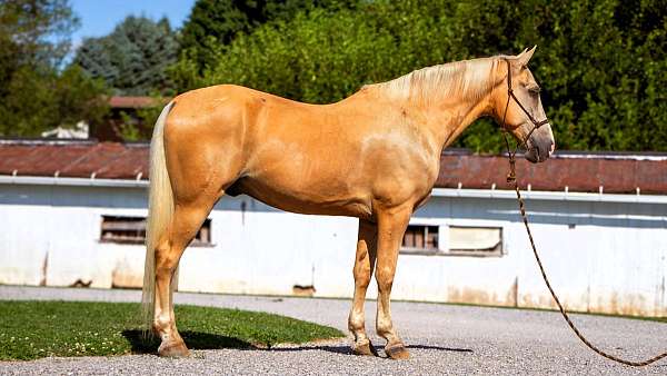 flashy-tennessee-walking-horse