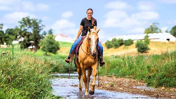 gaited-tennessee-walking-horse