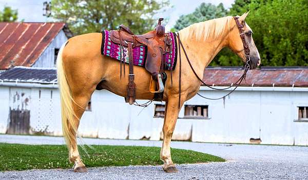 family-tennessee-walking-horse