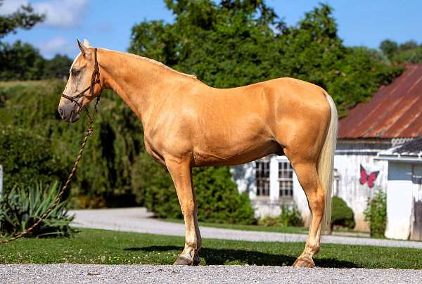 trail-tennessee-walking-horse