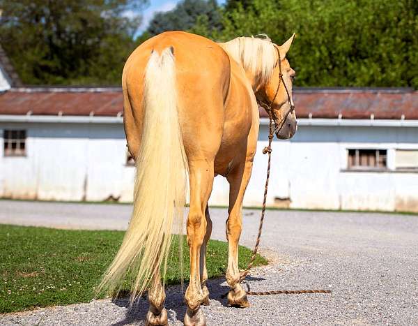 all-around-tennessee-walking-horse