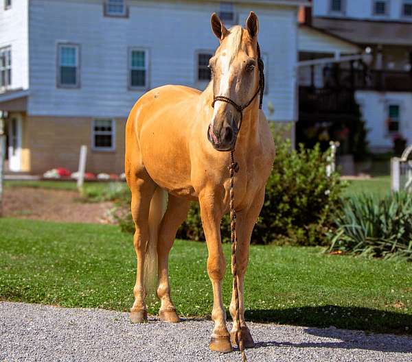 athletic-tennessee-walking-horse