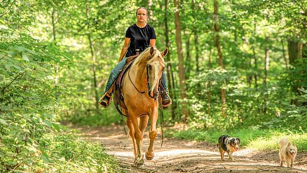 beginner-tennessee-walking-horse