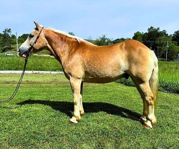 palomino-see-pics-horse