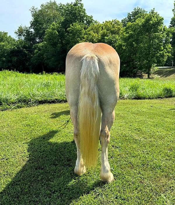 flashy-haflinger-horse