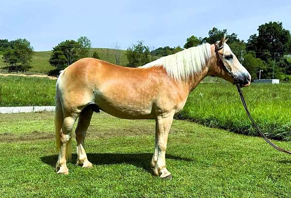 family-haflinger-horse