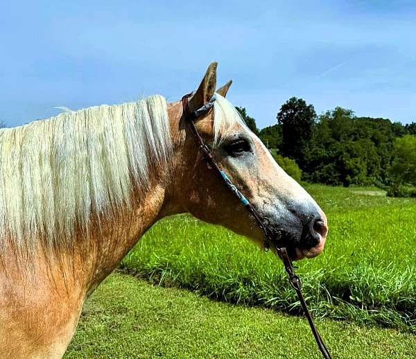 trail-haflinger-horse