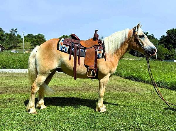 husband-safe-haflinger-horse