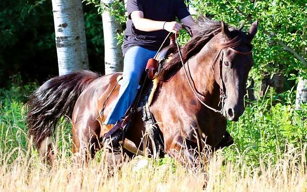 black-see-pics-horse