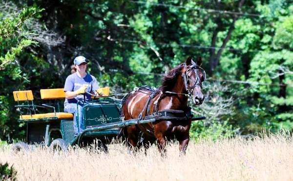 flashy-morgan-horse