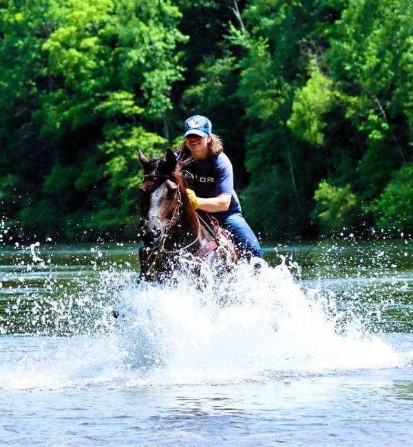 family-morgan-horse