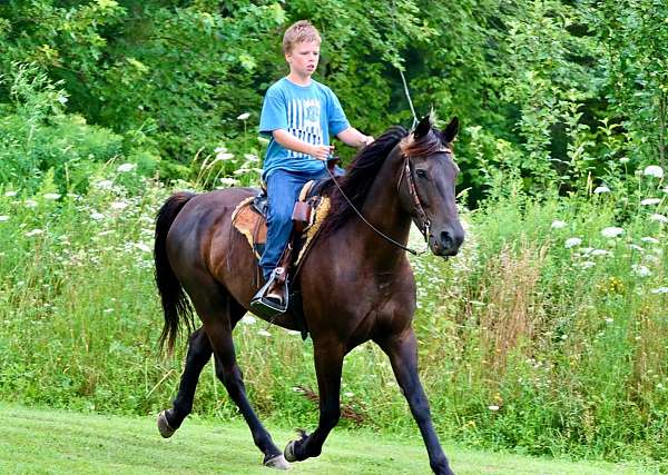 trail-morgan-horse