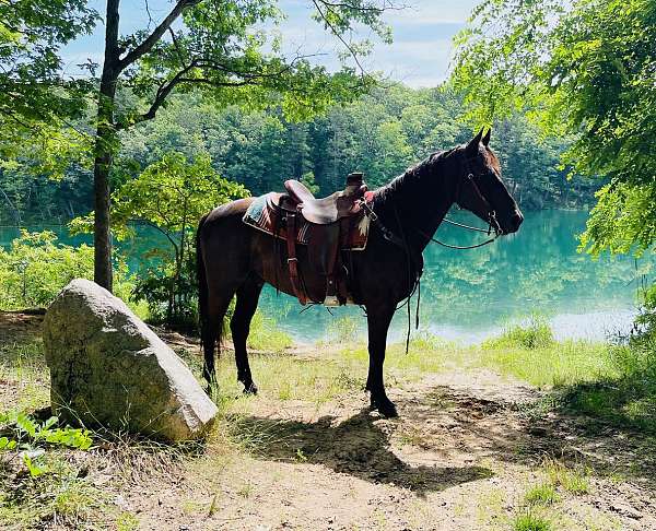 husband-safe-morgan-horse