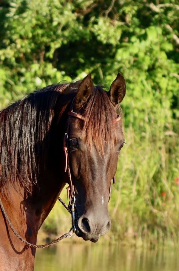 dressage-morgan-horse