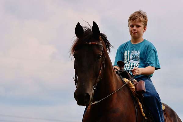 ranch-morgan-horse