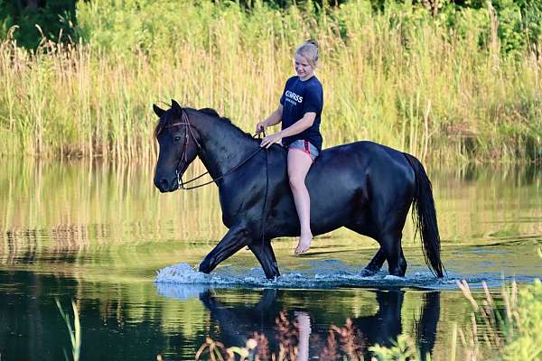 driving-morgan-horse