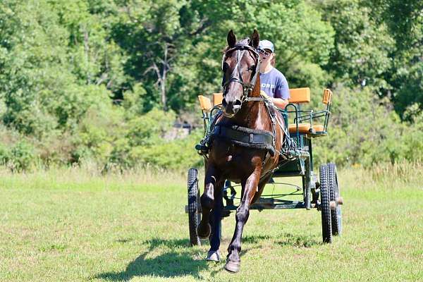 lesson-morgan-horse