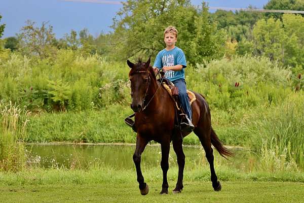 morgan-horse