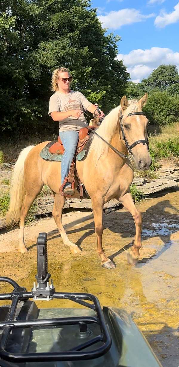 palomino-kentucky-mountain-horse