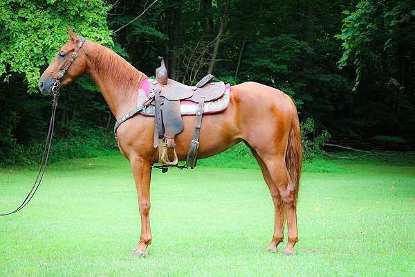 all-around-saddlebred-horse