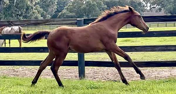 jumper-sport-appaloosa-thoroughbred-horse