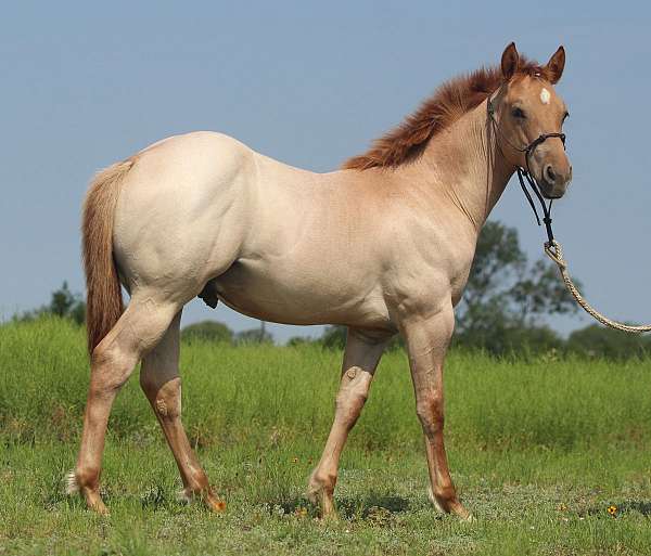 red-dun-star-right-front-sock-horse