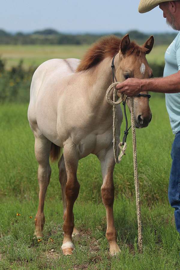 legal-n-twisted-quarter-horse