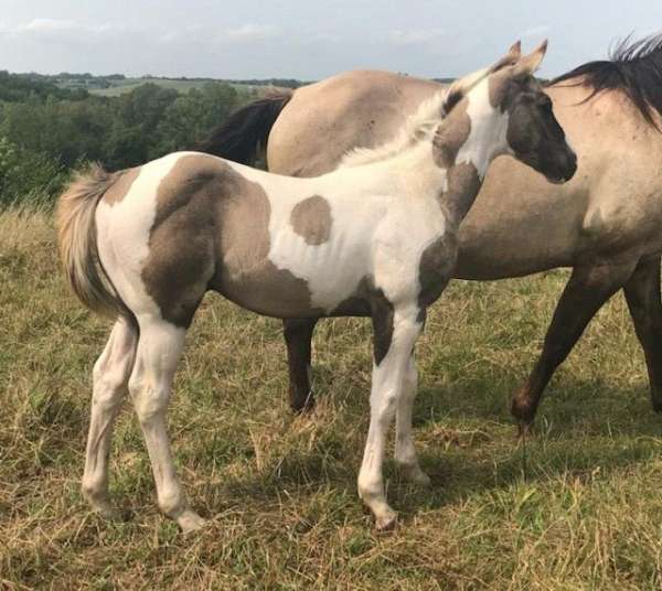 grulla-re-horse