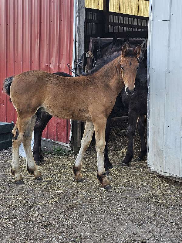 bay-colt-warmblood-horse