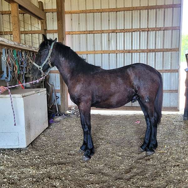 beautifu-friesian-horse