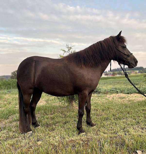 brown-ponymanship-pony