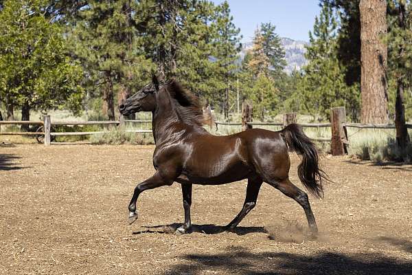 black-small-white-on-forehead-horse