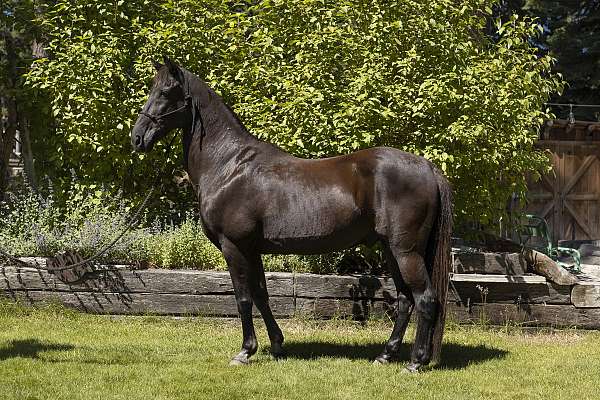 small-white-on-forehead-horse