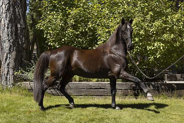 black-tennessee-walking-horse