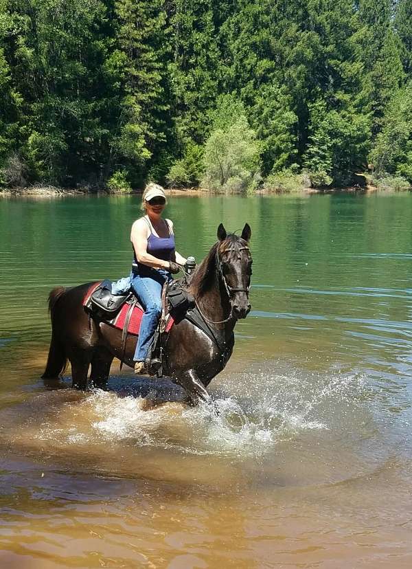 gaited-tennessee-walking-horse