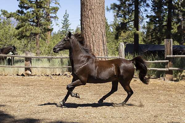 current-vaccinations-tennessee-walking-horse