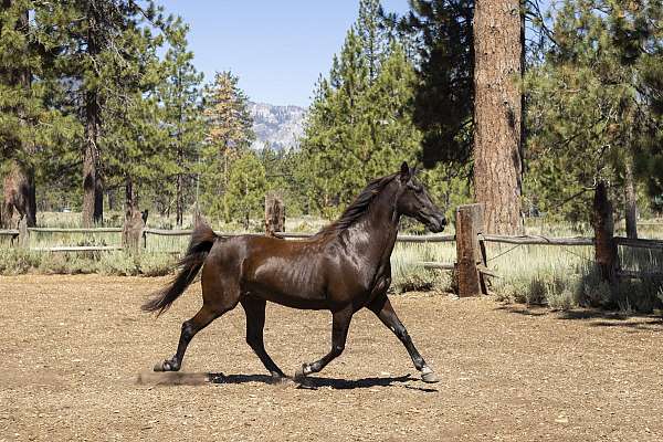 no-injuries-tennessee-walking-horse