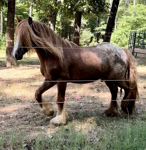 chestnut-spotted-blanket-horse