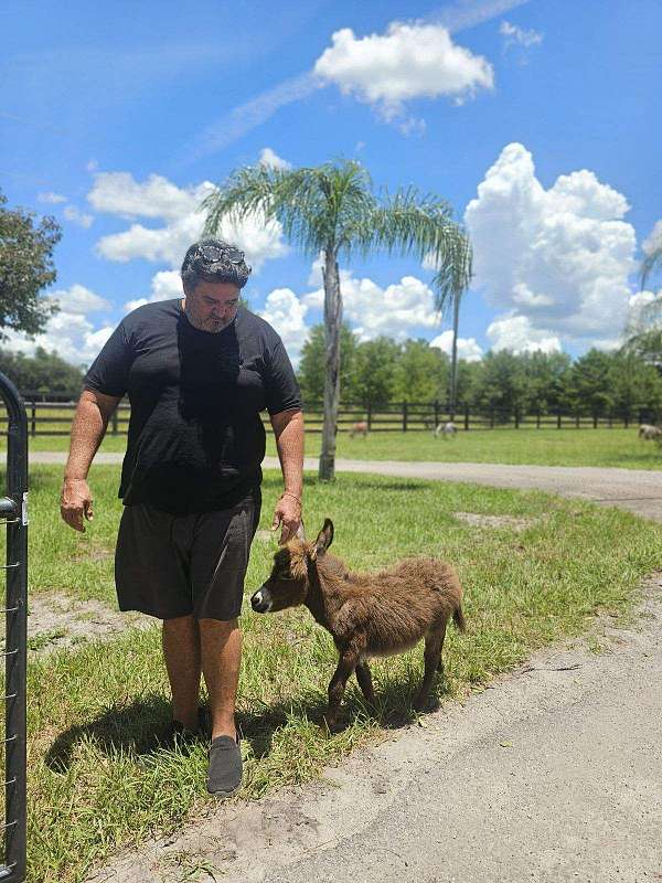 brown-chestnut-donkey-for-sale