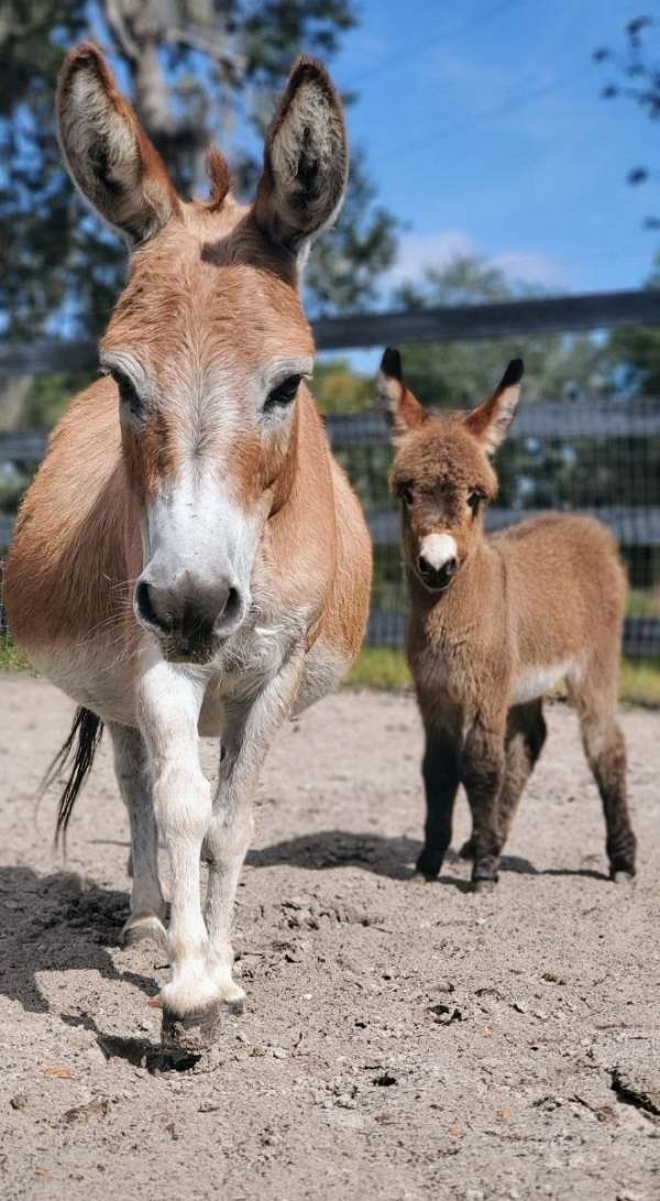 brown-chestnut-trained-donkey